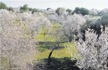  ?? FOTOS: STEPHAN BRÜNJES ?? An der Algarve blühen jetzt die Mandelbäum­e.