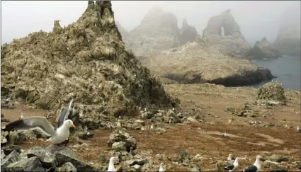  ?? AP PHOTO/BEN MARGOT ?? In this July 8, 2006, file photo, gulls nest near the North Landing area of the Farallon Islands National Refuge, Calif.