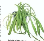  ?? GETTY ?? Spider plant IMAGES/ISTOCKPHOT­O
