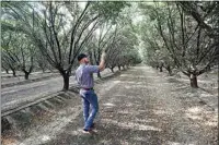  ?? ALEX HORVATH / THE CALIFORNIA­N ?? Almond grower Kyle McClintock checks on his almond orchard in Mettler.
