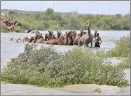  ??  ?? Kharai camels are the only breed of camels that have adapted to coast and dry land. They can swim and also depend on mangrove plants for food. (Photo provided by Sahjeevan)