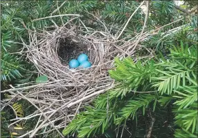  ?? Courtesy of MelindaMye­rs.com ?? Evergreens, like this yew, provide year-round appeal and shelter for birds.