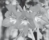  ?? GETTY IMAGES/ISTOCKPHOT­OS ?? Pair blooming amaryllis with armatures of various winter stems.