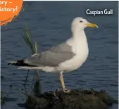  ??  ?? Caspian Gull