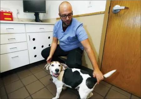  ?? DAVID ZALUBOWSKI — THE ASSOCIATED PRESS ?? Luke Byerly tends to his 14-year-old beagle, Robbie, during a break at Byerly’s job as a technician at a veterinary clinic in east Denver. Byerly is using CBD, a non-psychoacti­ve component of marijuana, oil to treat the dog’s arthritis.