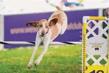  ?? Vera Nieuwenhui­s / Associated Press ?? A bracco Italiano competes in an agility contest. The breed has been recognized by the American Kennel Club.