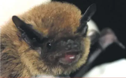  ??  ?? Pipistrell­e bat face, the smallest bat species of the Maltese Islands. ALL photos by Celine Champagne