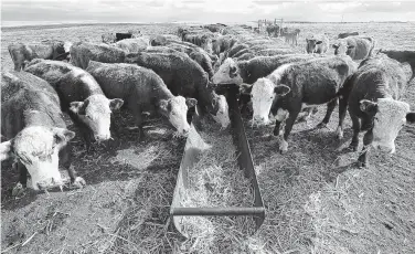  ?? AFP / Getty Images file photo ?? Just as the American love for meat has caught on around the globe, so too has the abandonmen­t of leather. Hides are even starting to go to landfills while the smaller leather processors are going out of business.