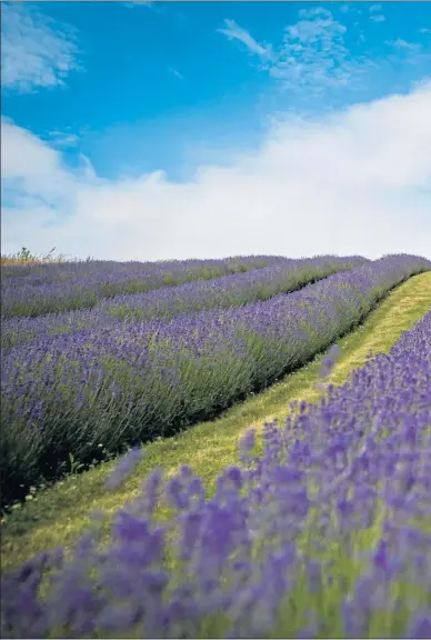  ??  ?? Lavender farmer Rory Irwin inspects rows of lavender at Tarhill Farm near Kinross, Fife. The picturesqu­e farm has become an unlikely post-lockdown tourist attraction