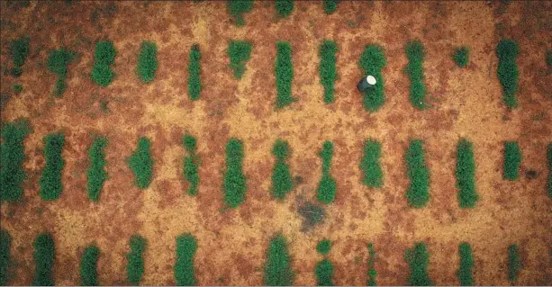  ??  ?? An aerial photo shows a worker harvesting seed pods from the forage grass plantation on March 23.