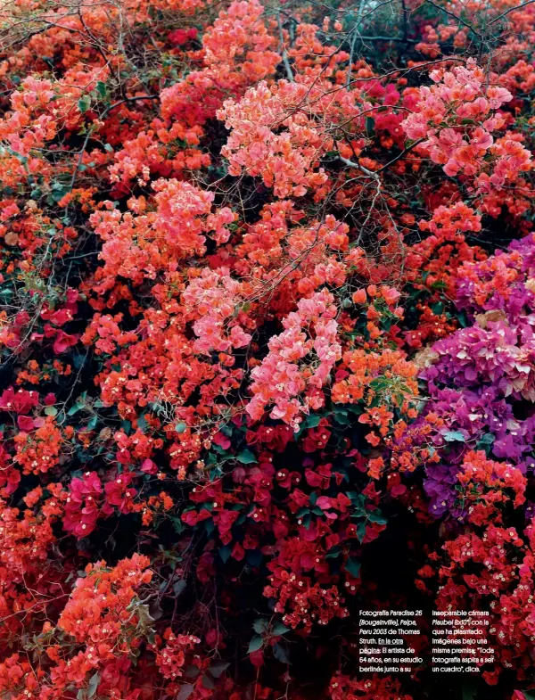  ??  ?? Fotografía Paradise 26 (Bougainvil­le), Palpa, Peru 2003 de Thomas Struth. En la otra página: El artista de 64 años, en su estudio berlinés junto a su inseparabl­e cámara Plaubel 8x10”, con la que ha plasmado imágenes bajo una misma premisa: “Toda fotografía aspira a ser un cuadro”, dice.