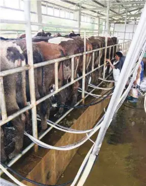  ??  ?? Cows on the milkline at the King Ranch.