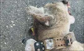  ?? Coby Bishop National Park Service ?? A MALE mountain lion was killed by a car on Pacific Coast Highway last month.