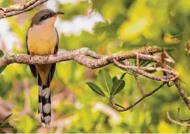  ?? Scott Young/Macaulay Library/Cornell Lab of Ornitholog­y via AP ?? The slender, long-tailed mangrove cuckoo, which has a large range in southern Florida, the Caribbean and Latin America, is among species likely to be spotted by participan­ts in the Great Backyard Bird Watch, running Feb. 17-20.