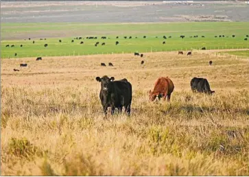  ??  ?? La carne bovina es el sector que paga más aranceles, fueron US$ 200 millones, que implica 11,7% de carga efectiva.