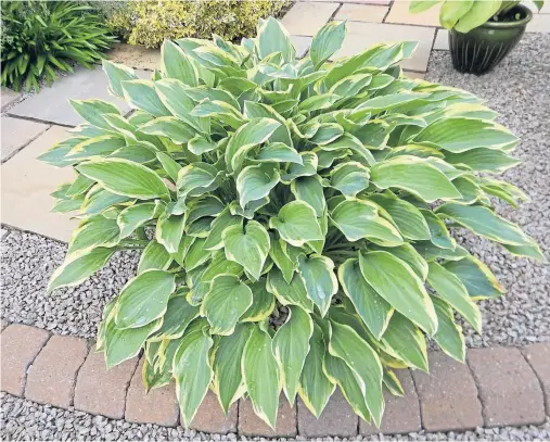  ??  ?? THIRSTY PLANT: Hosta Sleeping Beauty - this variety of plant needs watering in shade, late in the day to avoid the roots being ‘cooked’