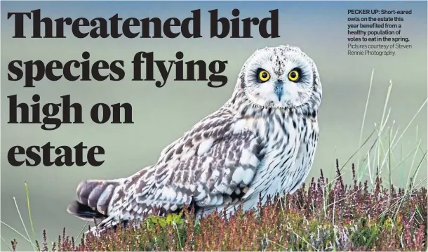  ?? Pictures courtesy of Steven Rennie Photograph­y ?? PECKER UP: Short-eared owls on the estate this year benefited from a healthy population of voles to eat in the spring.