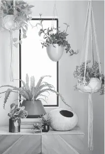  ?? CB2. ?? CB2’s macrame plant hangers (US$25 each, cb2.com) add texture and visual interest to a room.