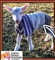  ??  ?? Knit this for a lamb!