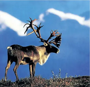  ?? COURTESY OF CANADIAN PARKS AND WILDERNESS SOCIETY ?? The government of Quebec’s plan to move the remaining wild caribou to a zoo was met with opposition.