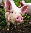 Livestock welfare overhaul signals major shift - PressReader