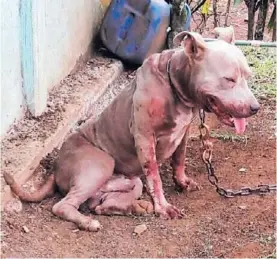  ?? ÉDGAR CHINCHILLA. ?? Senasa se llevó el perro para un albergue.