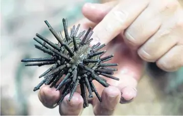  ?? ?? Sea urchins are herbevores that graze on macro algae in coral reefs in the Caribbean, making room for more sea coral. Now scientists are worried about how fast large amounts of sea urchins are dying.