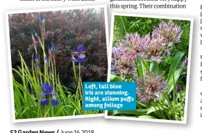  ??  ?? Left, tall blue iris are stunning. Right, allium puffs among foliage