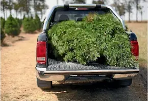  ?? GETTY IMAGES ?? Sustainabl­y minded millenials are the new hope of Christmas tree growers.