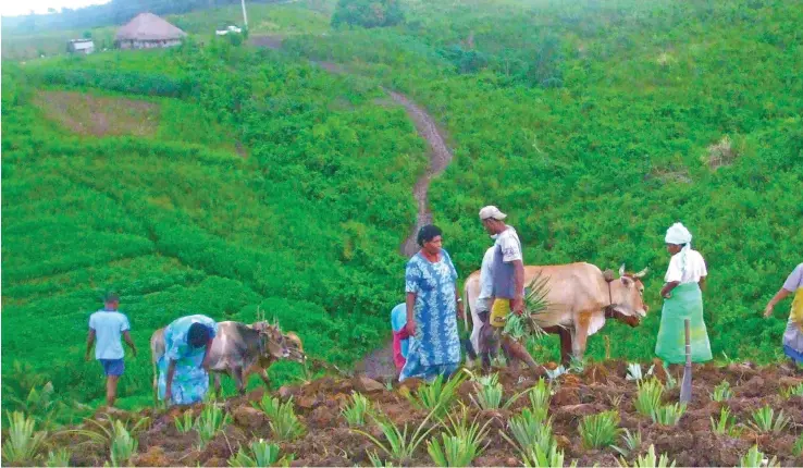  ?? ?? The Ministry of Agricultur­e says it has to fix farm roads before it can improve on its mechanisat­ion plans.