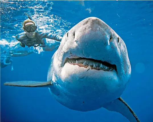  ??  ?? The team of divers off Hawaii photograph­ed each other with the shark they believe to be the 20ft Deep Blue, not seen since 2013 when it surfaced off the coast of Mexico