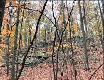  ?? Roxbury Land Trust / Contribute­d photo ?? Hurlbut Woods Preserve, a 25-acre preserve of the Roxbury Land Trust.