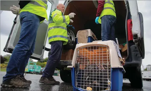  ?? Photo by Valerie O’Sullivan ?? Regional Manager National Parks and Wildlife Service Eamon Meskell (centre); and Allan Mee, White Tailed Eagle Project, at Kerry Airport as part of the latest phase in the reintroduc­tion of the white-tailed eagle species in Ireland .