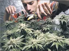  ?? ASSOCIATED PRESS ?? In this 2017 photo, James MacWilliam­s prunes a marijuana plant that he is growing indoors in Portland, Maine.