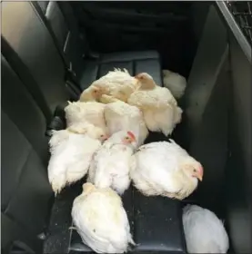  ?? CHP OFFICER C.LILLIE — CALIFORNIA HIGHWAY PATROL VIA AP ?? In this photo released by the California Highway Patrol, chicken are contained in the back of a CHP patrol car, after officer scrambled to rescue nearly 20 chickens that ran through highway lanes in Norwalk Tuesday.