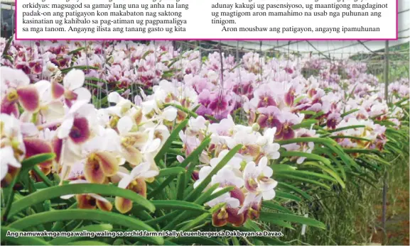  ??  ?? Ang namuwak nga mga waling-waling sa orchid farm ni Sally Leuenberge­r sa Dakbayan sa Davao.