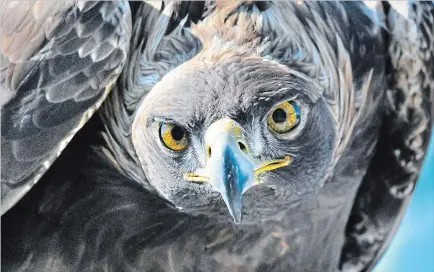  ?? RON ALBERTSON/METROLAND FILE PHOTO ?? A Golden Eagle at the Canadian Raptor Conservanc­y near Port Ryerse, Ont., takes a close look at a Hamilton Spectator photograph­er in this 2012 photo.