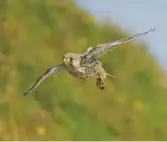  ??  ?? ABOVE A juvenile kestrel carries a caterpilla­r in its talons as it masters the art of hunting