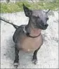  ?? Kate Linthicum Los Angeles Times ?? BRED BY the Aztecs, the Xoloitzcui­ntle is a status symbol and a nod to indigenous Mexico.