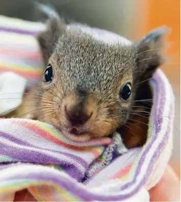  ?? Fotos: D. Karmann, B. Weizenegge­r, P. Seeger ?? Im Frühling brauchen die meisten Tierkinder ihre Eltern noch. Gerade Eichhörnch­en müssen das Nahrungsam­meln und Klettern erst lernen. Sind die Eltern tot, müssen manchmal Menschen einspringe­n.