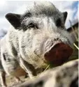  ?? Foto: dpa ?? Dieses Weideschwe­in hat im wahrsten Sinne des Wortes Schwein gehabt: Es darf auch auf die Weide. Den meisten Hausschwei­nen geht es da aber anders. Sie leben in Ställen.