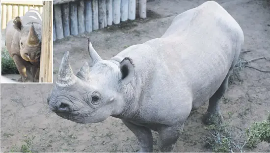  ?? Pictures: Neil McCartney ?? EN ROUTE. Rhinos destined for Chad at the rhino bomas in Addo Elephant National Park near Port Elizabeth in the Eastern Cape. Six black rhinos have been transporte­d to Chad to help the country recover their population of rhinos after years of civil war.