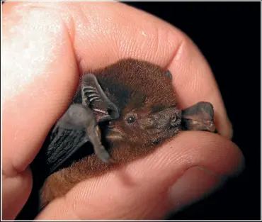  ?? JAMES MORTIMER/STUFF ?? Chestnut brown with small ears and a long tail, they weigh about 8-11 grams and roost in tree hollows and caves.