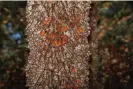  ?? Photograph: Brian Overcast/Alamy ?? A tree full of monarch butterflie­s at the Rosario Sanctuary, Michoacan, Mexico in 2020.