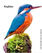  ??  ?? Kingfisher