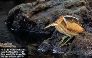  ?? ?? Of the 13 Western Palearctic records of Least Bittern, 10 have been in the Azores. This one was on Corvo on 10th.