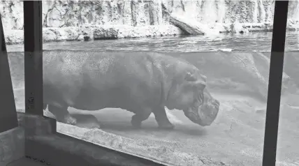  ?? PHOTOS BY MICHAEL SEARS/MILWAUKEE JOURNAL SENTINEL ?? Happy, the zoo’s 39-year-old male hippo, moves around underwater at the new hippopotam­us exhibit at the Milwaukee County Zoo.