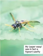  ??  ?? My ‘paper wasp’ was in fact a figwort sawfly