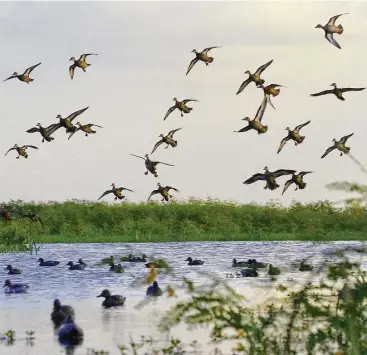 ?? Shannon Tompkins / Houston Chronicle ?? Blue-winged teal arriving on Texas’ coast are finding marshes and prairies awash with wetlands, a result of record-setting rains and flooding from Hurricane Harvey. But that flooding has forced many public hunting areas to close ahead of the Saturday’s opening of the state’s 16-day teal hunting season.