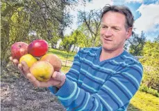  ??  ?? Derzeit 16 Stunden Arbeit am Tag: Kelterer Robert Wekenmann bei den Safttanks. Alte Sorten: Josef Herre zeigt Äpfel von der Streuobstw­iese.
